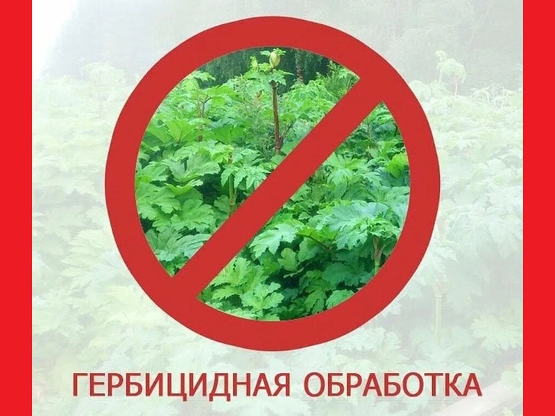 Даты проведения обработки борщевика Сосновского в населенных пунктах Даты проведения обработки борщевика Сосновского в населенных пунктах.