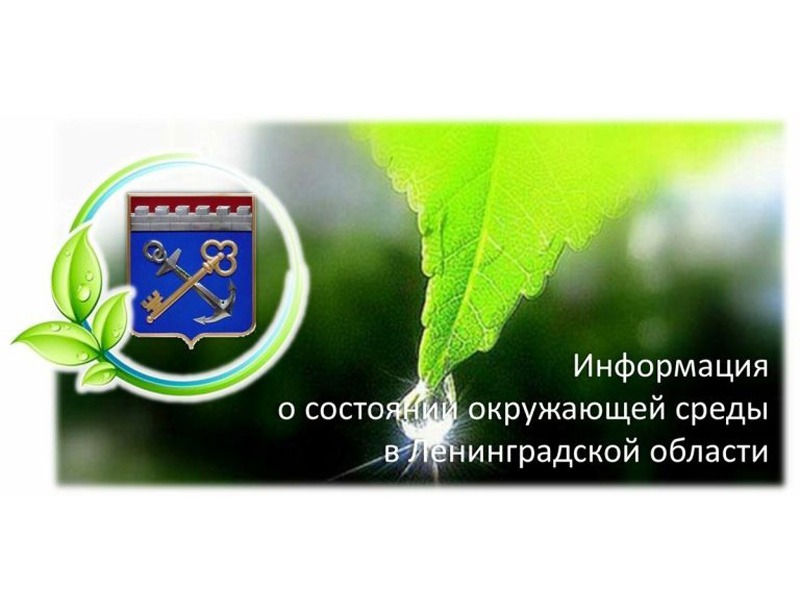 Справка о состоянии окружающей среды в Ленинградской области  за 1 полугодие 2026 года.